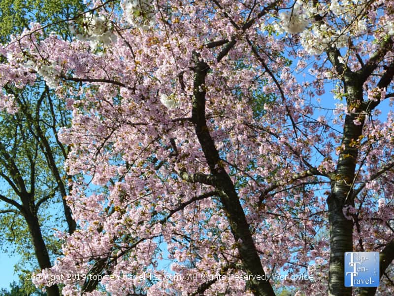 Pink cherry blossoms in DC