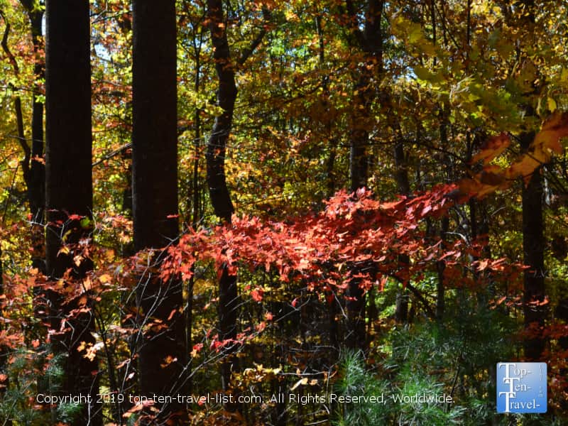 Red fall foliage at Caesars Head State Park in Upstate SC