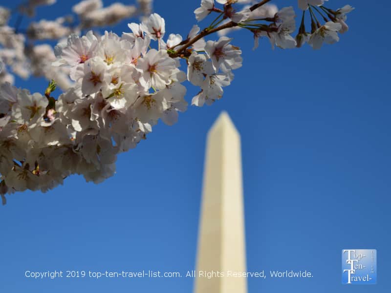 Peak blooming times of cherry blossom trees in D.C.