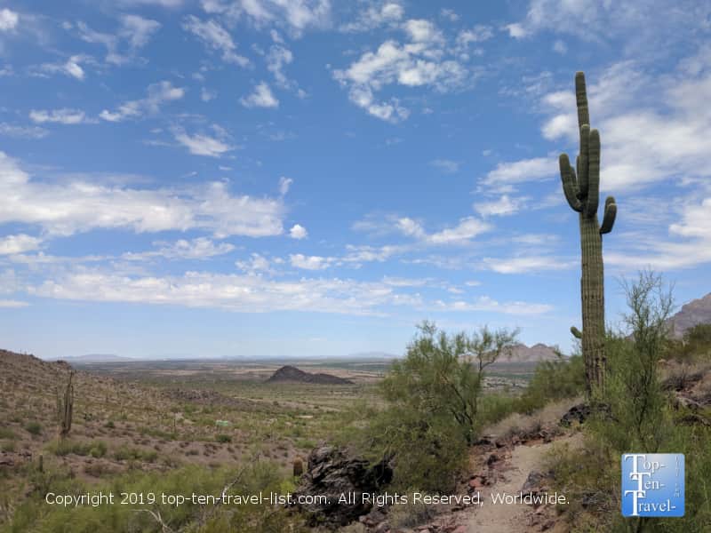 Tall cacti lining the Calloway trail at PIcacho Peak State Park in Arizona