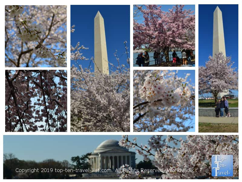 Cherry blossom trees in Washington D.C. 