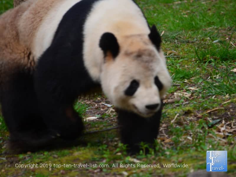 Panda at the Smithsonian Zoo in D.C.