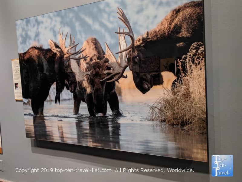 Nature photography at the Smithsonian