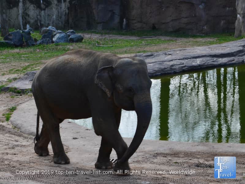 Asian elephants at the Smithsonian National Zoo in D.C.