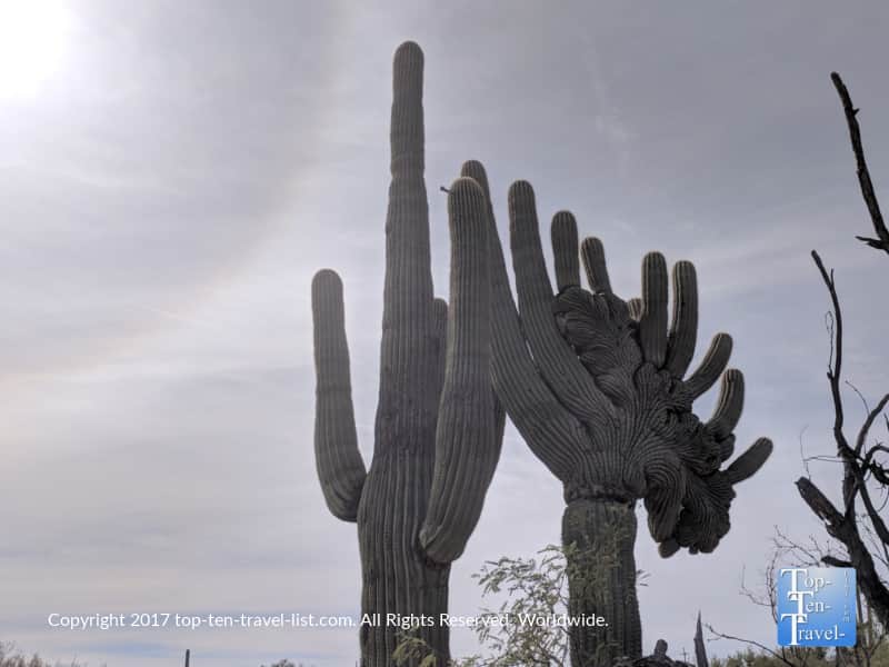 Beautiful Saguaro cacti in Tucson