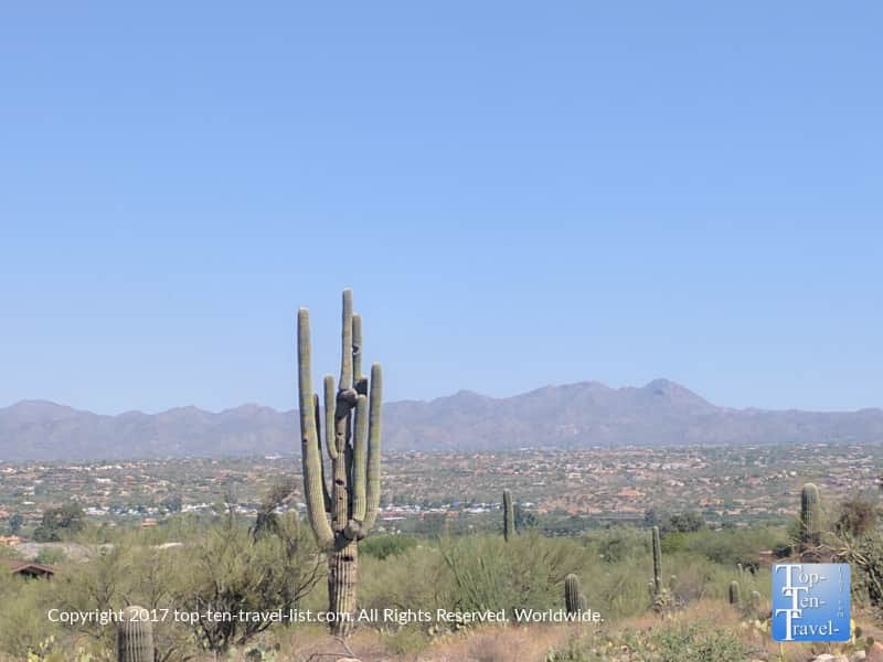 Beautiful Saguaro cactus and mountain views from the Linda Vista trail in Oro Valley, AZ