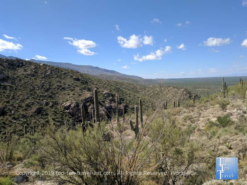 Beautiful Cacti at Sabino Canyon in Tucson