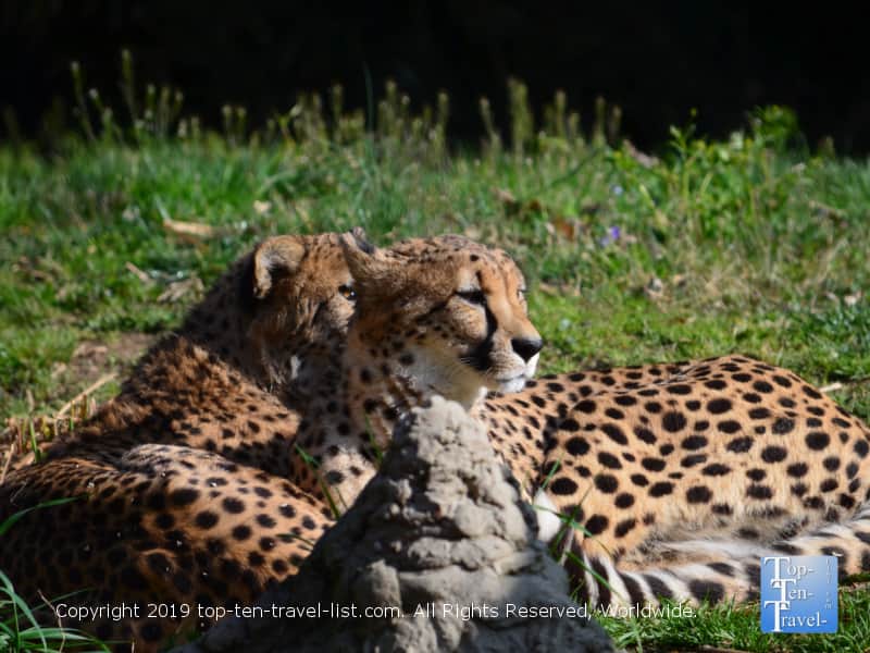 Cheetahs at the Smithsonian National Zoo in D.C.