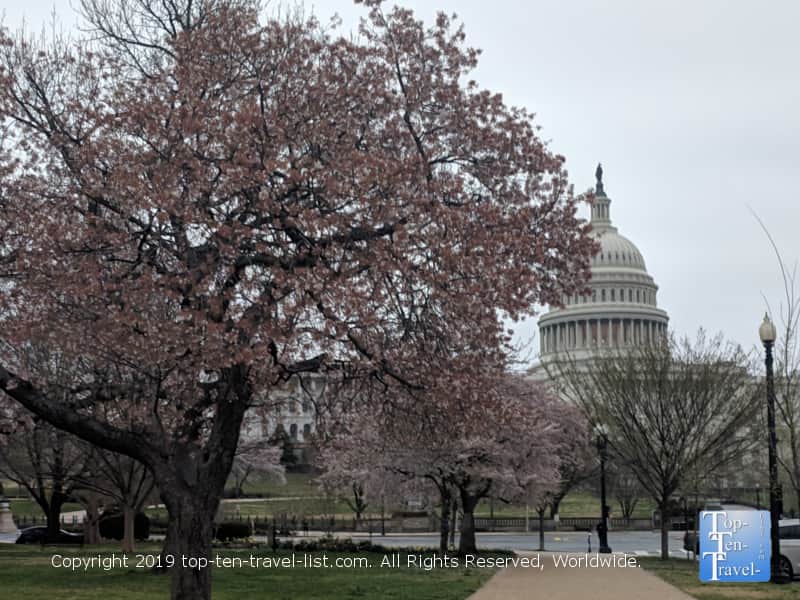 Picturesque views of the Capitol Hill building near Cherry blossom season in D.C.