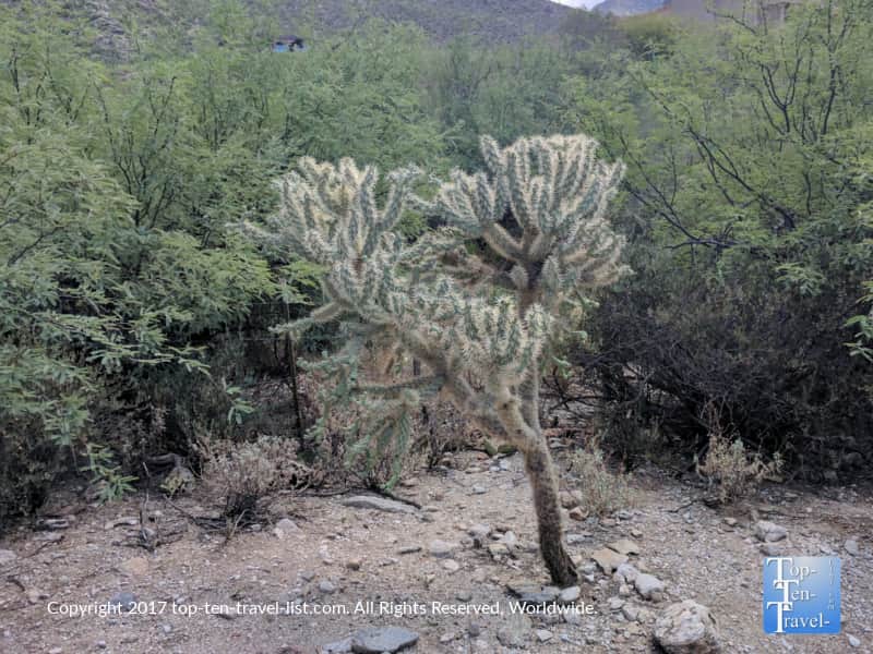 Weird looking cactus in Pima Canyon