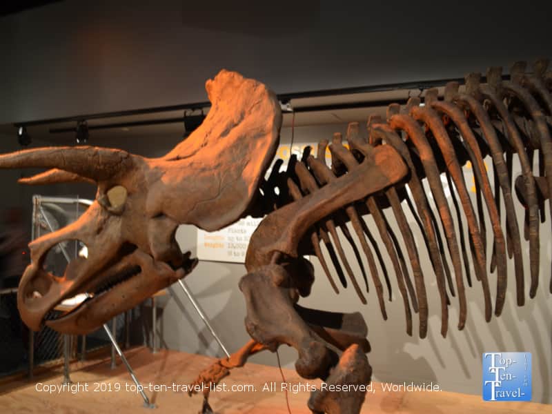 Hall of Fossils at the Museum of Natural History in D.C. 