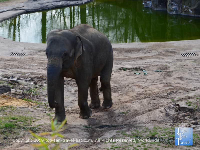 Gorgeous Asian elephant at the Smithsonian National Zoo in D.C.