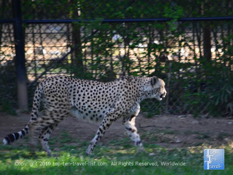 Gorgeous cheetah at the Smithsonian National Zoo in D.C.