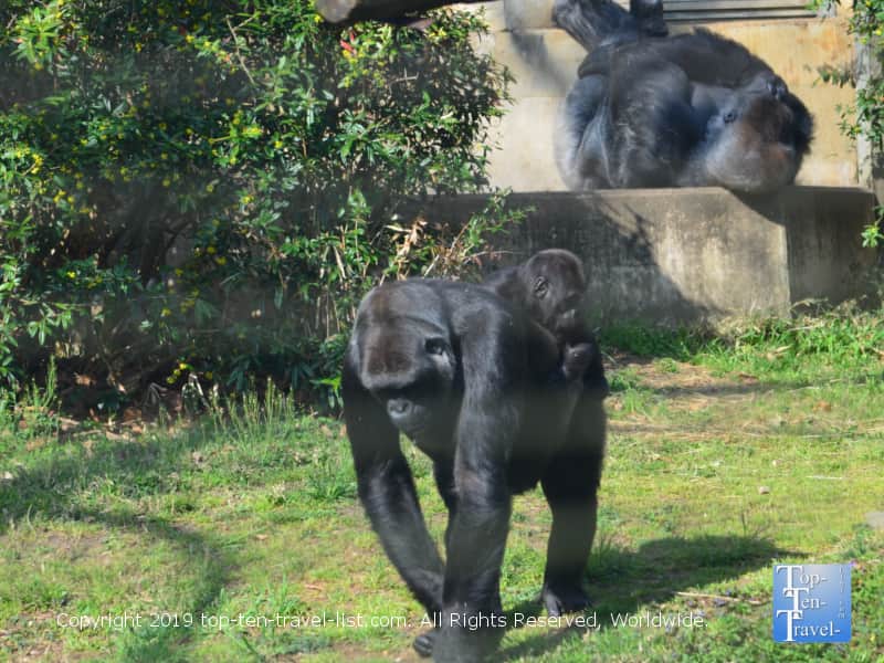 Primate exhibit at The National Zoo
