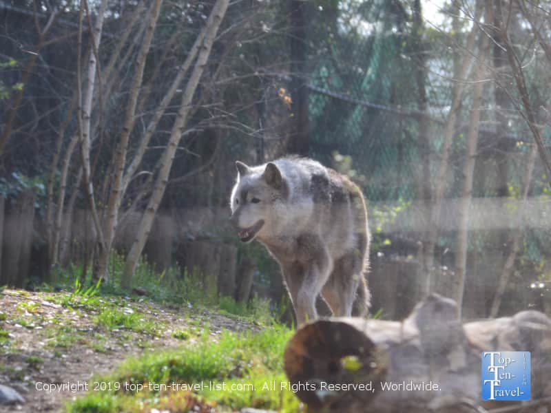 Gray wolf at the Smithsonian National Zoo in D.C.