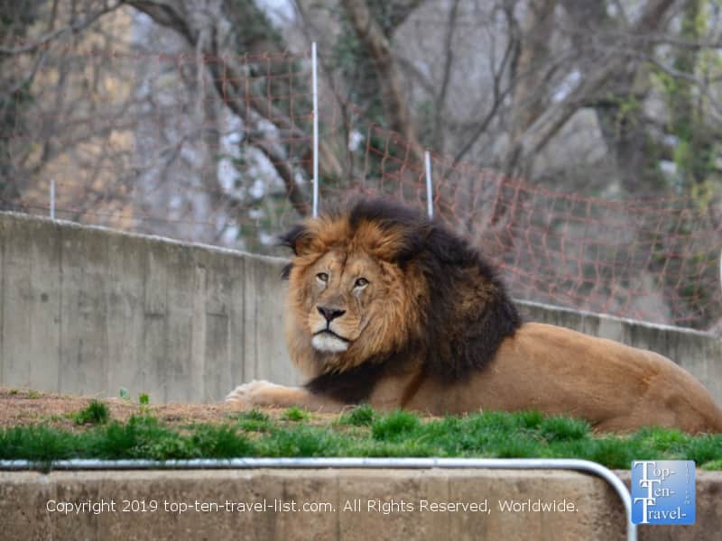 Lion relaxing at the Smithsonian National Zoo in D.C.