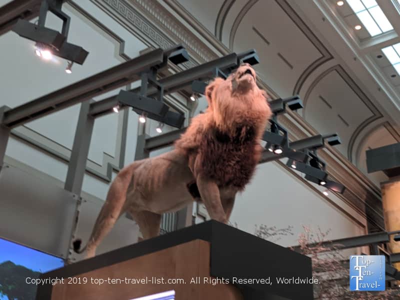 Lion at Hall of Mammals in D.C. 