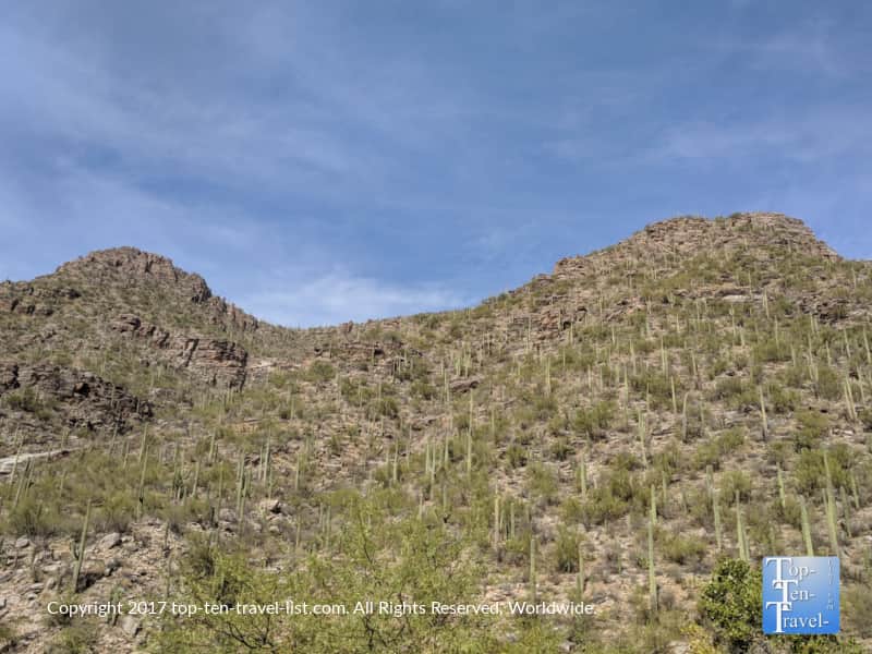 Mountains covered with cacti at Sabino Canyon in Tucson