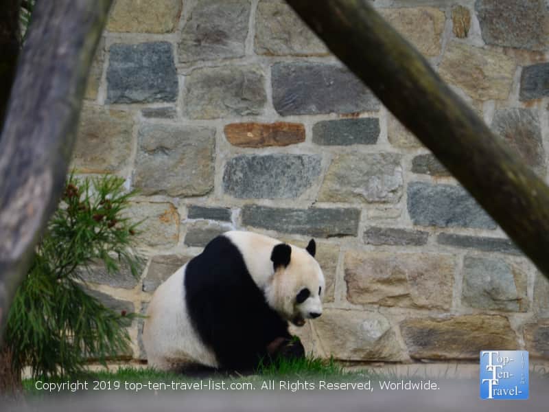 Panda at the Smithsonian Zoo in D.C.