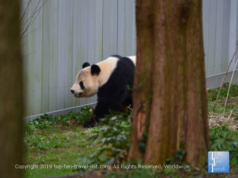 Panda at The National Zoo
