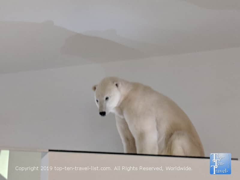 Taxidermied polar bear at the Smithsonian Museum of Natural History 