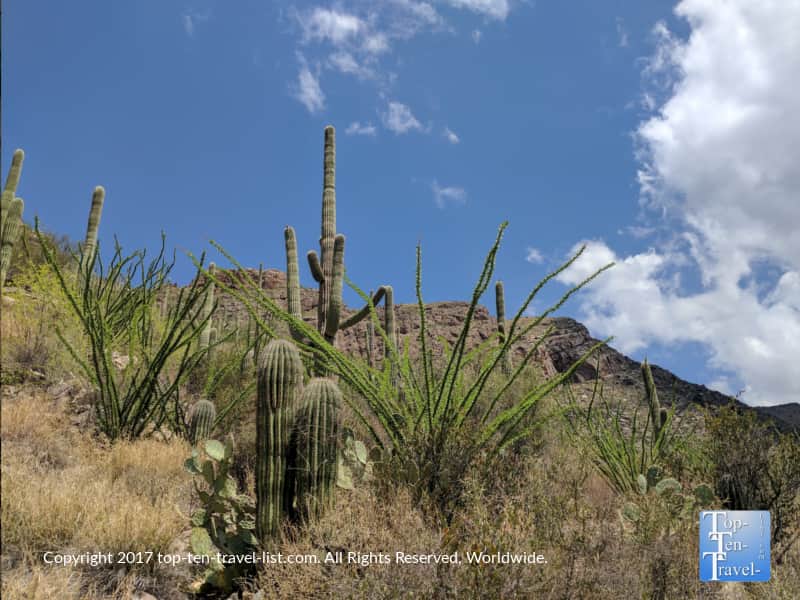 Diverse desert plant life in Pima Canyon in Tucson