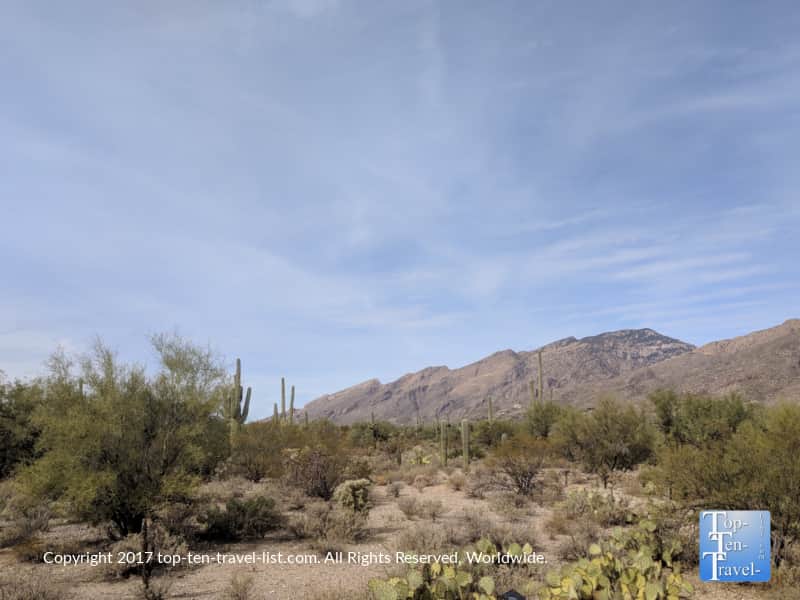 Pretty desert scenery at Sabino Canyon in Tucson, Arizona