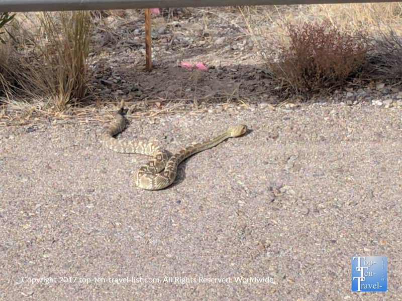 Rattlesnake at Sabino Canyon
