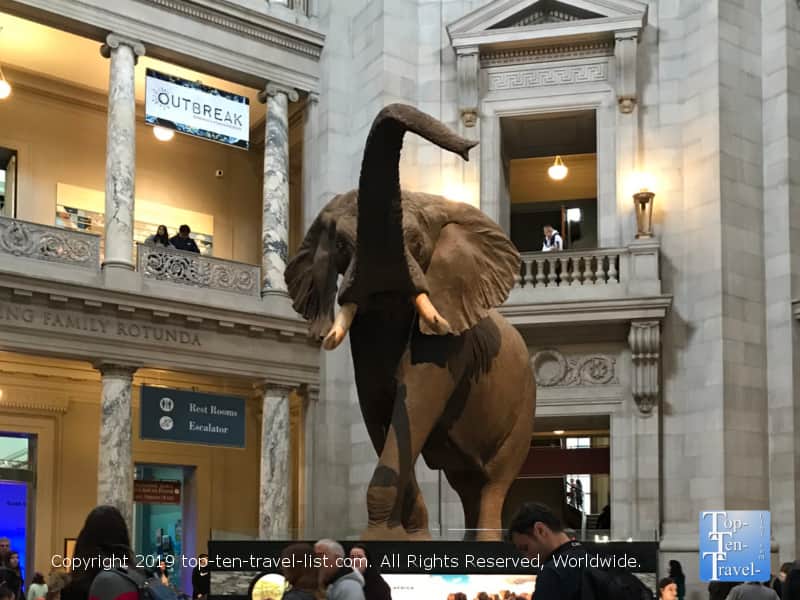 African Bush Elephant at the Smithsonian Museum of Natural History