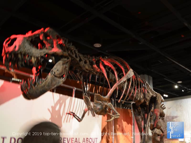 Dinosaur at Hall of Fossils at the Museum of Natural History in D.C. 