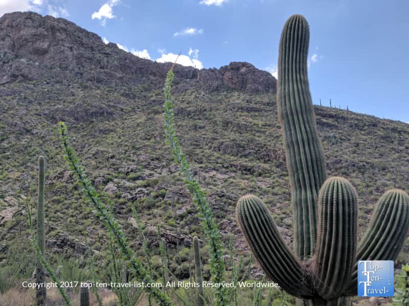 Tall Saguaro cactus on the Pima Canyon trail
