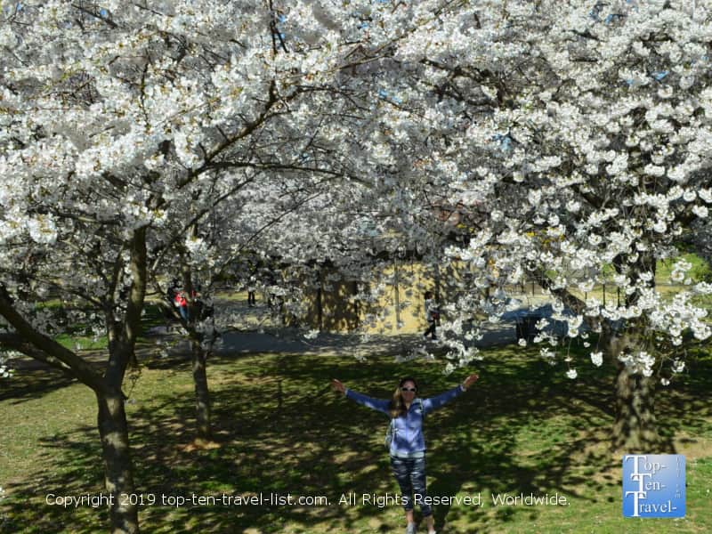 Yoshino cherry blossoms in D.C.
