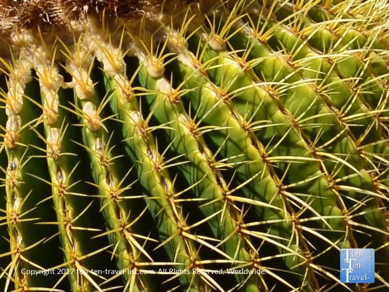Cactus needles
