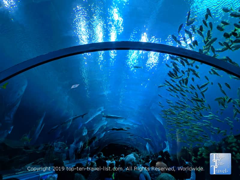 Aquarium tunnel at the Georgia Aquarium in Atlanta 