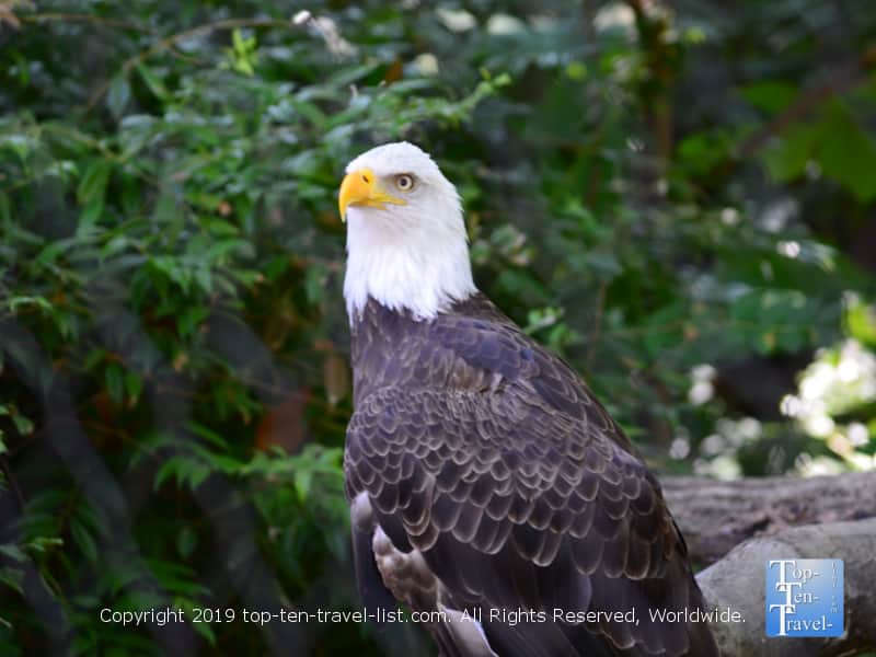 Bald eagle at Zoo Atlanta 