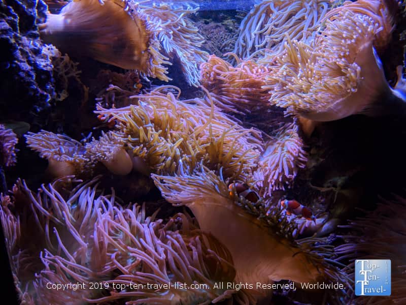 Coral at the Georgia Aquarium