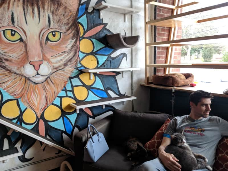 Java Cats Cafe in Atlanta, Georgia
