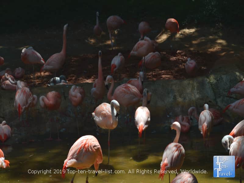 Flamingos at Zoo Atlanta
