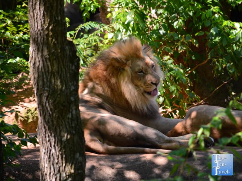 Lion at Zoo Atlanta 