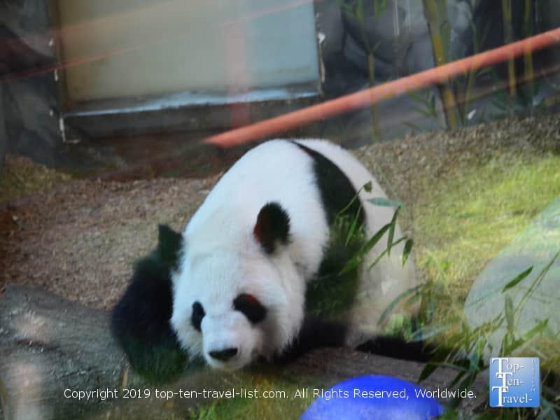 Panda bear at Zoo Atlanta