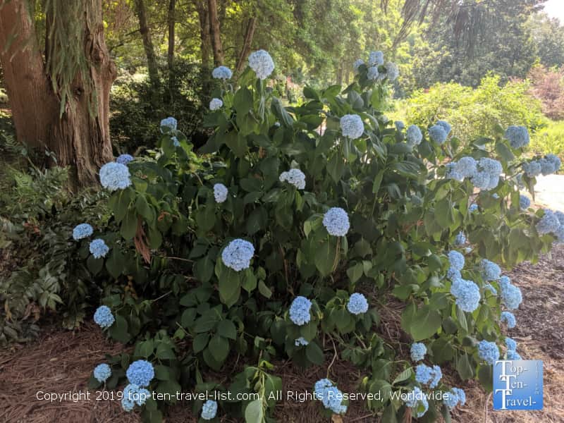 Flower garden at The South Carolina Botanical Garden