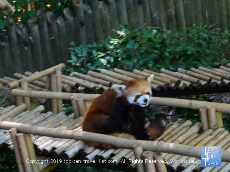 Red panda at Zoo Atlanta 