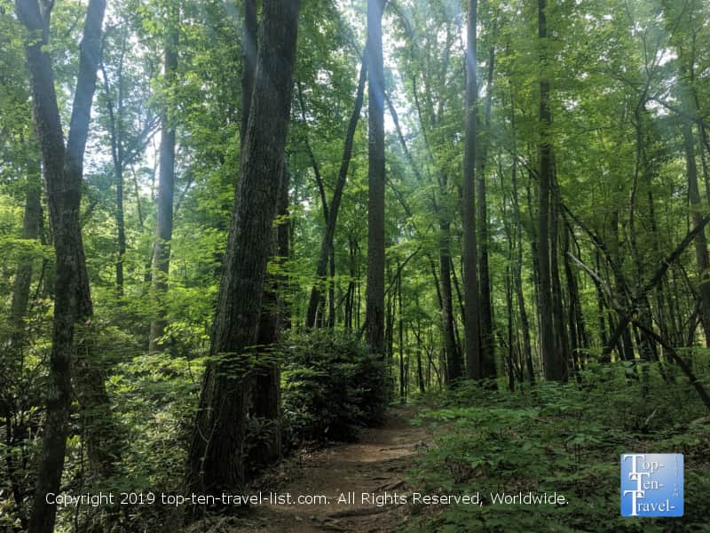 Beautiful forested views along the Yellow Branch falls trail in Upstate South Carolina
