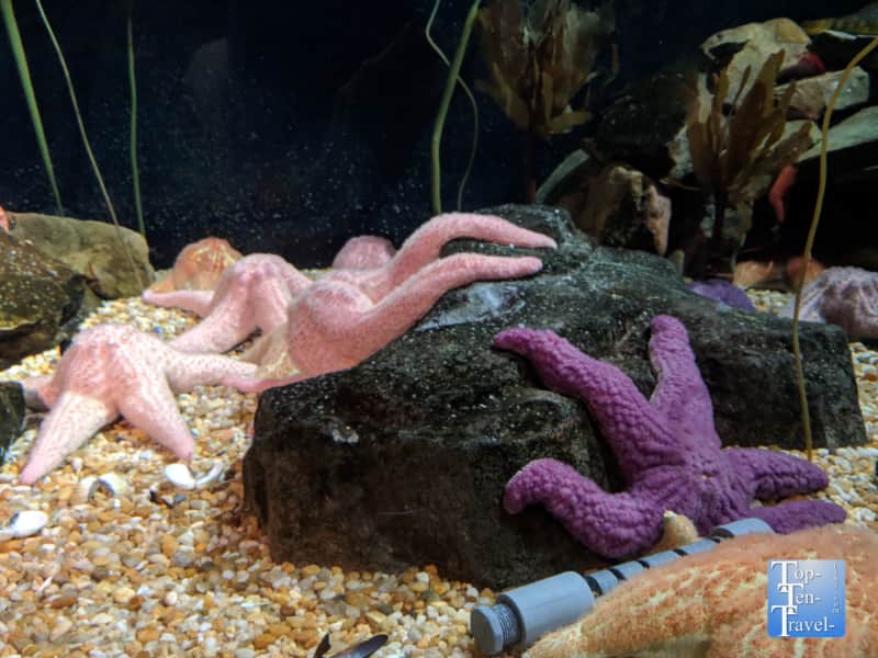 Starfish at the Georgia Aquarium