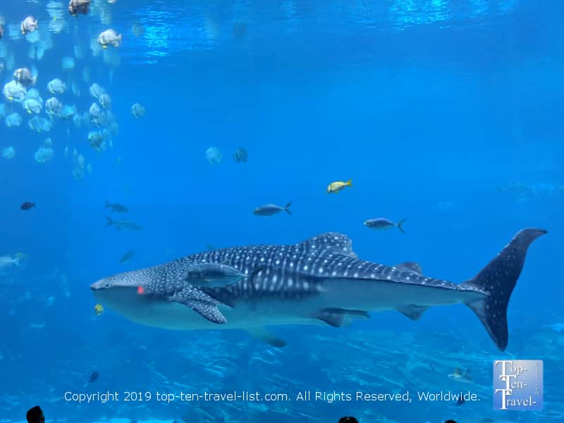 Whale shark at the Georgia Aquarium