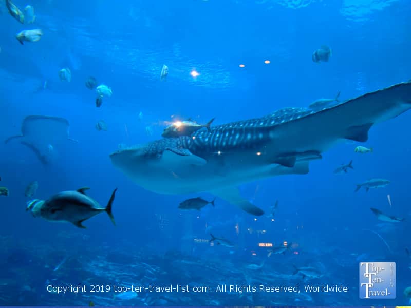 Whale shark at the Georgia Aquarium
