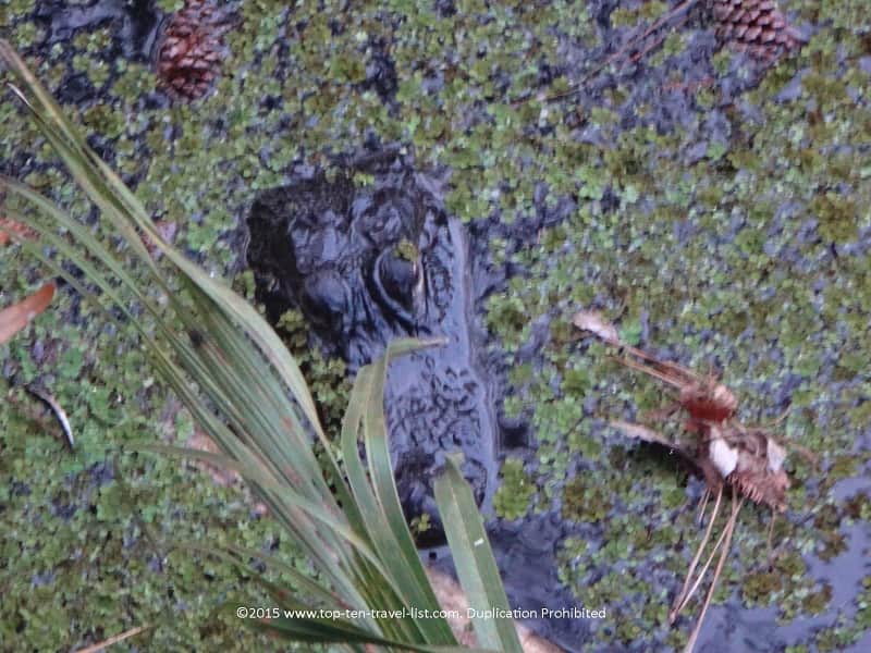 Alligator sighting at John Chestnut Pak in Palm Harbor, Florida