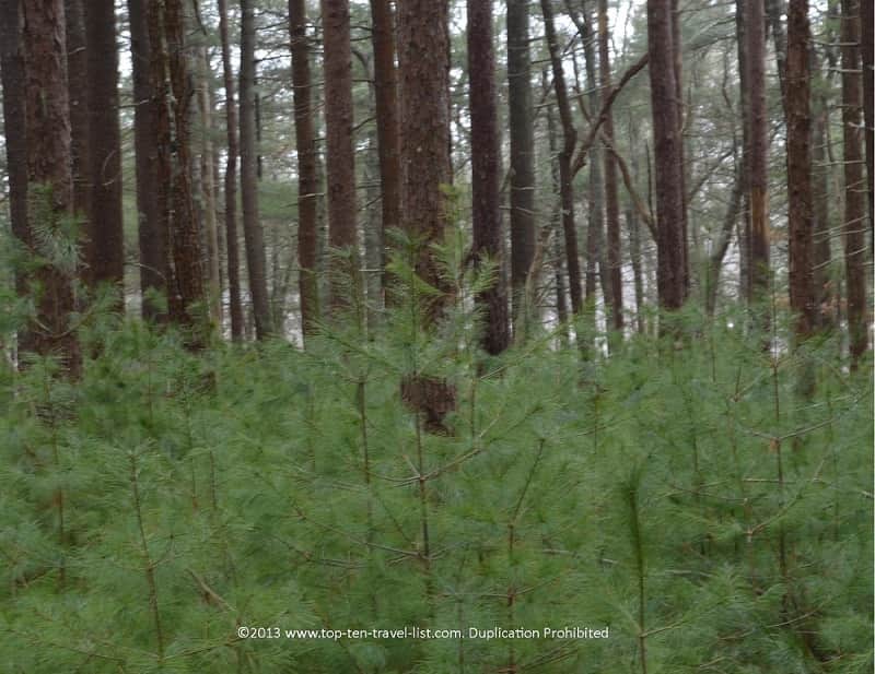 Great Neck Wildlife Refuge in Wareham, MA