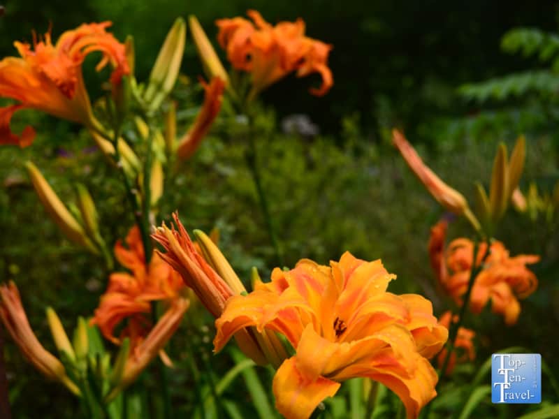 Orange flowers at Lake Lure Flowering Bridge