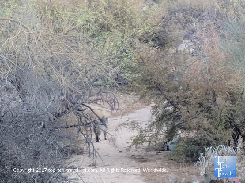 Bobcat sighting in Oro Valley, Arizona